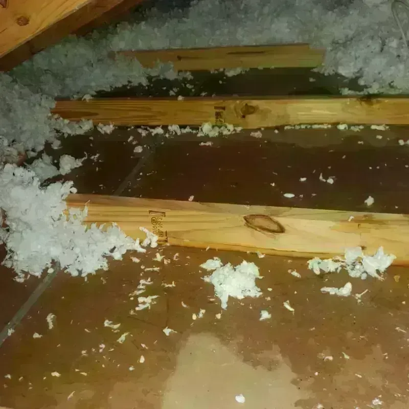 Attic Water Damage in Heber Springs, AR